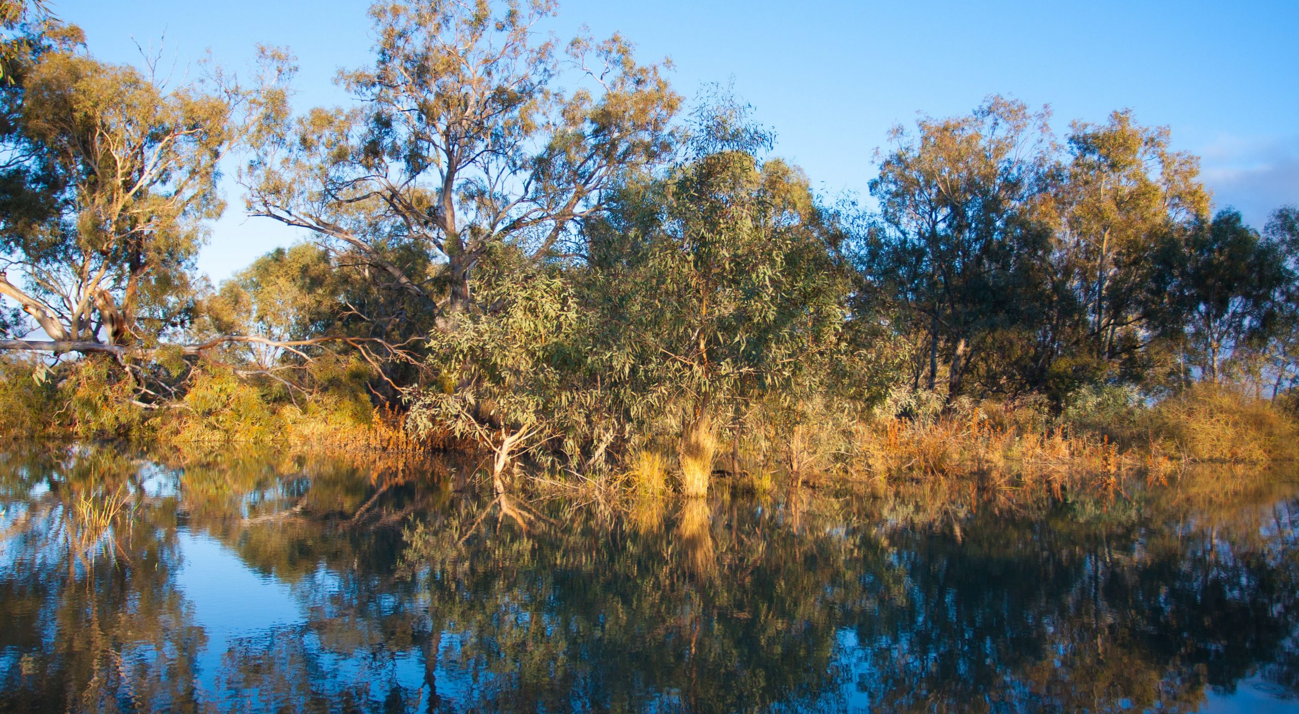 Delivering environmental flows in the Nimmie Caira