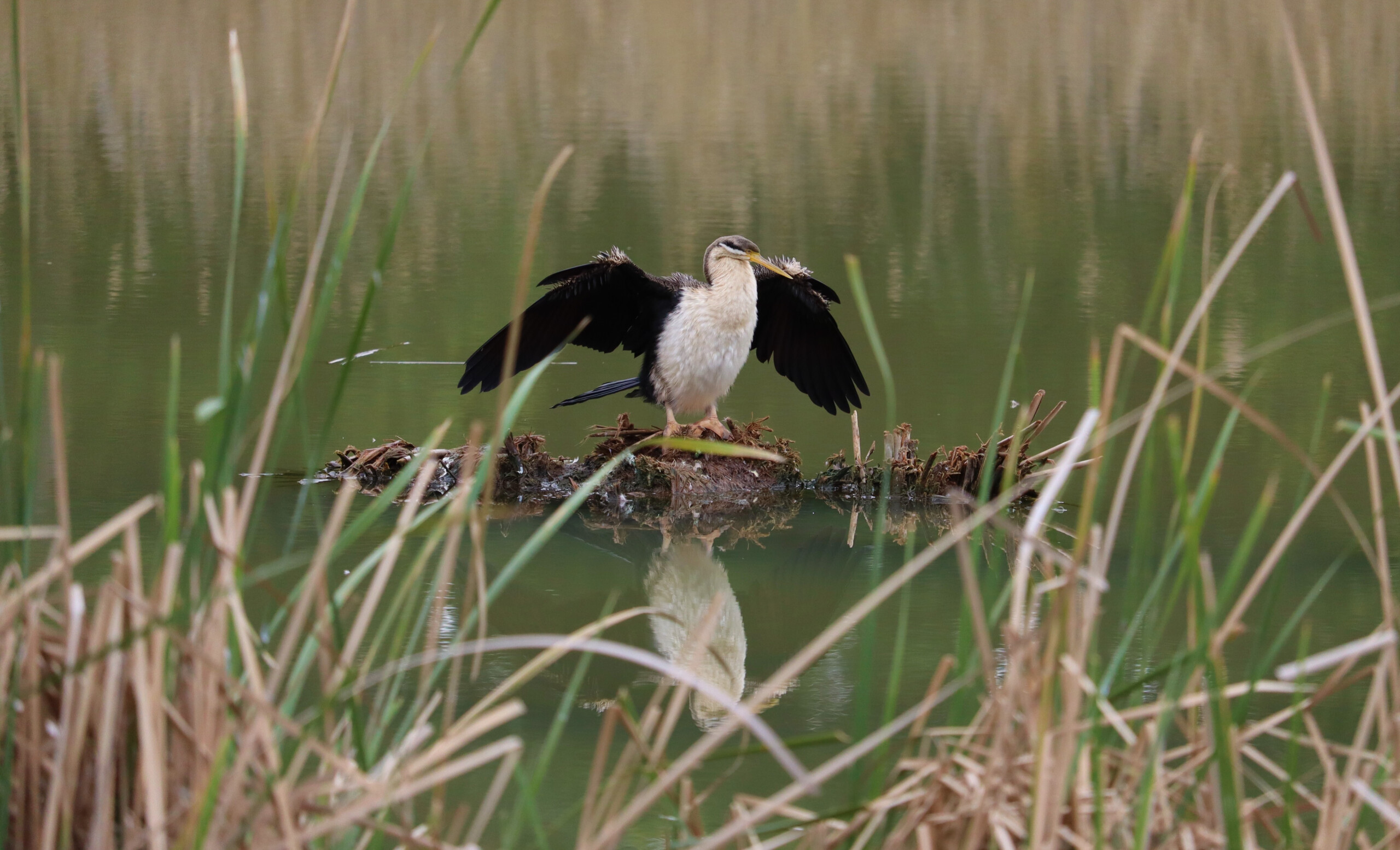 Constructed Wetland Design for Minta Farm