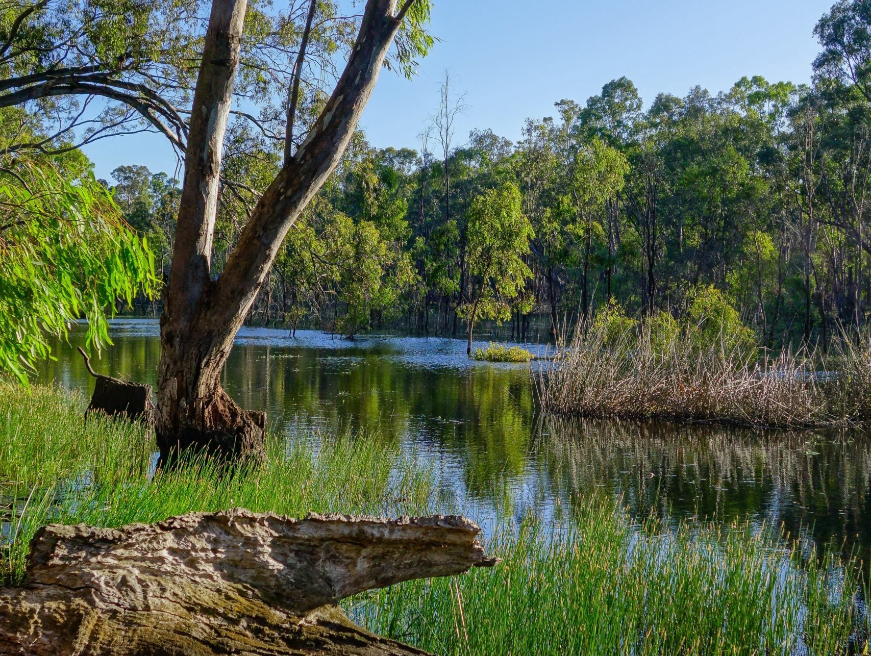 Automating ecological database searches