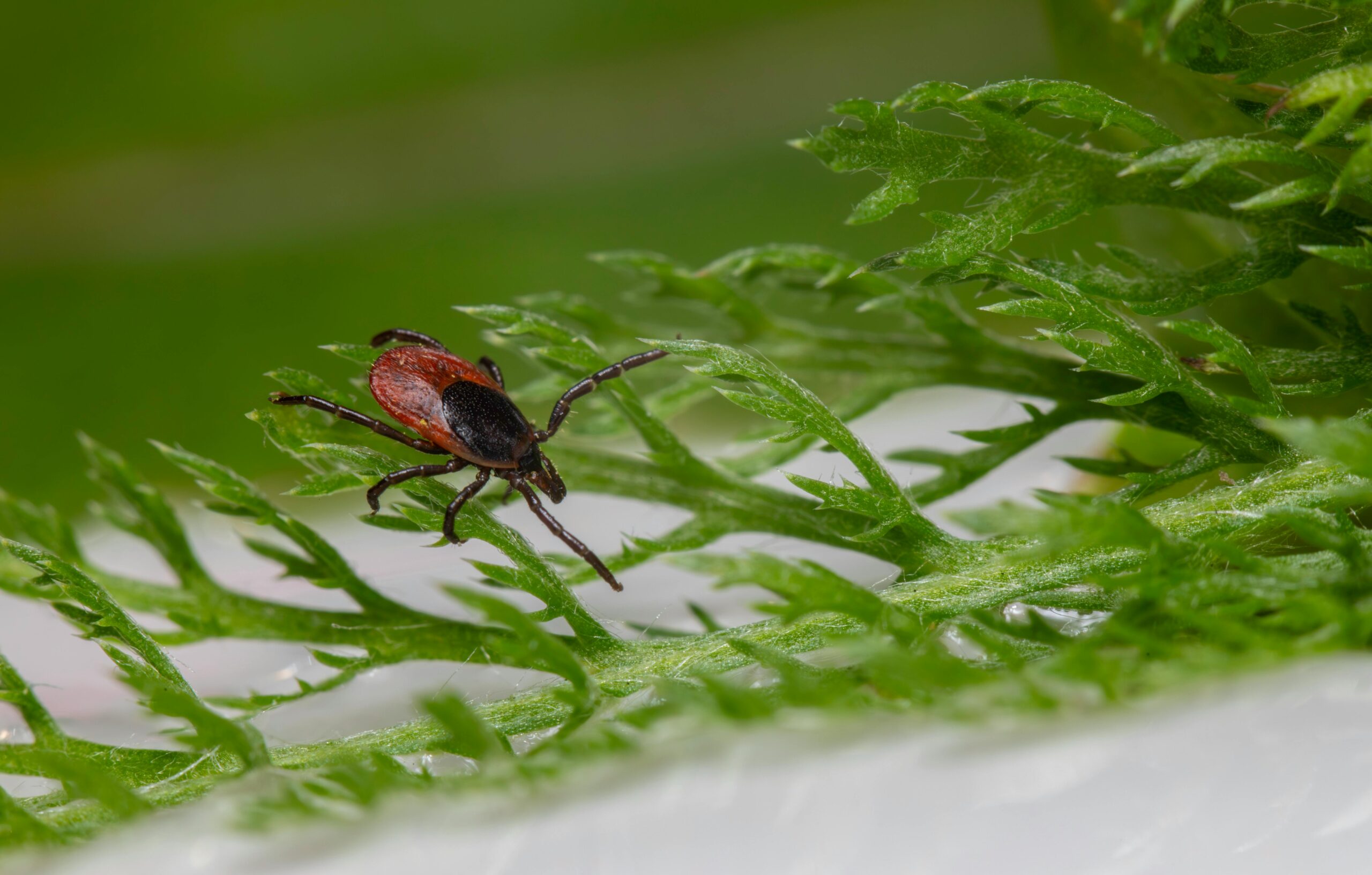 Warrnambol Pest Management Plan