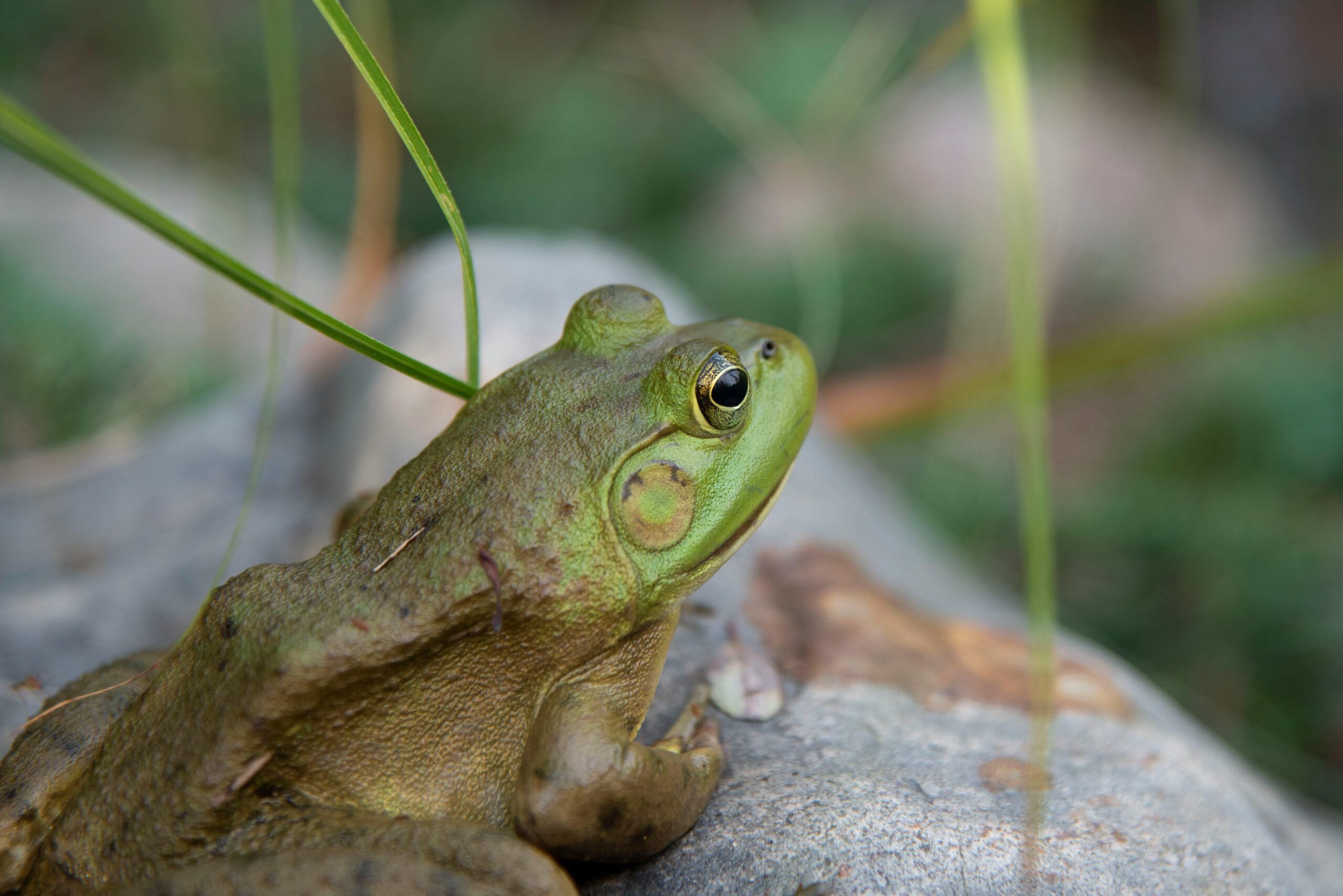 Growling Grass Frog Conservation Management Plan