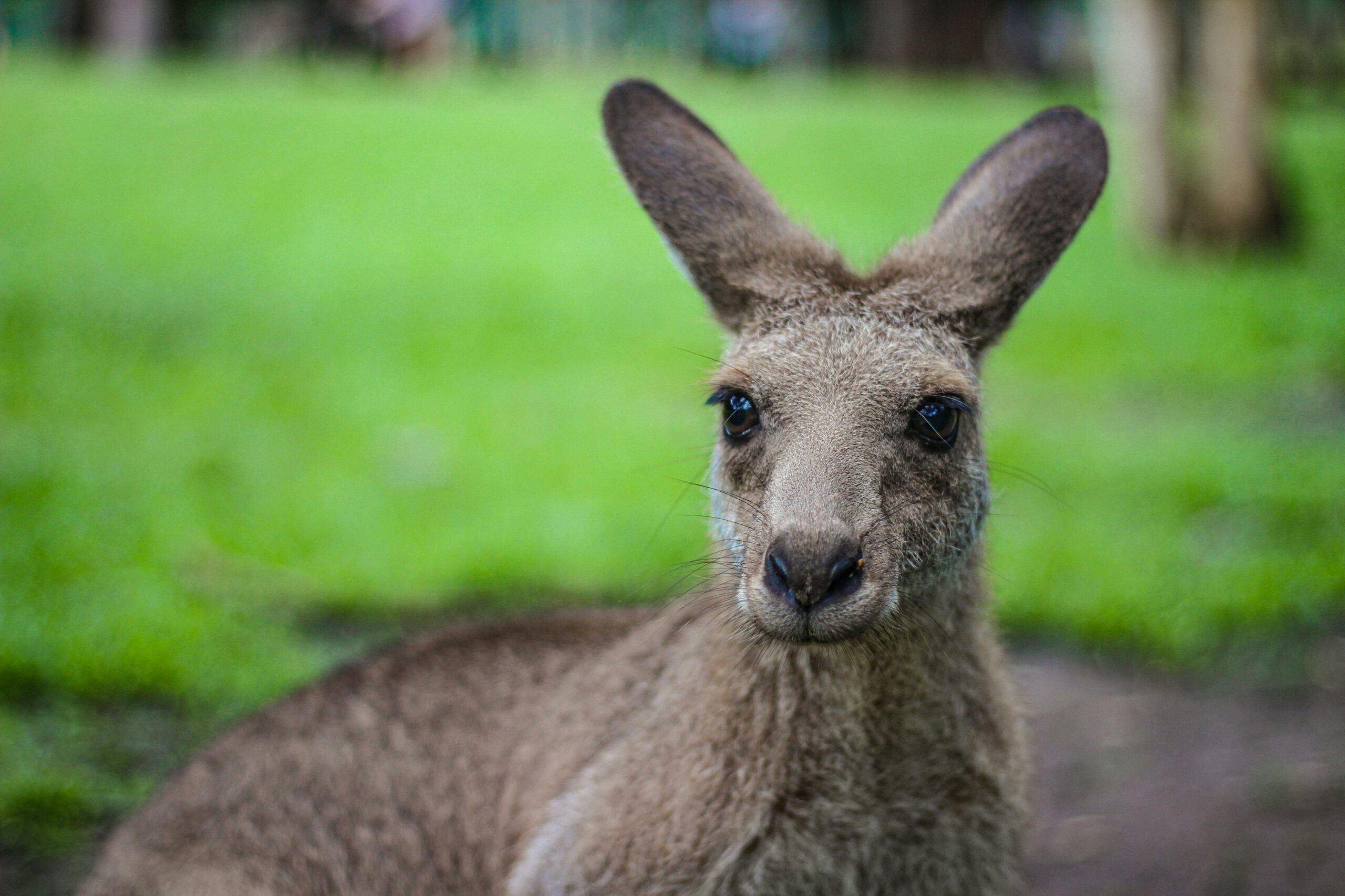 Kingston Biodiversity Strategy