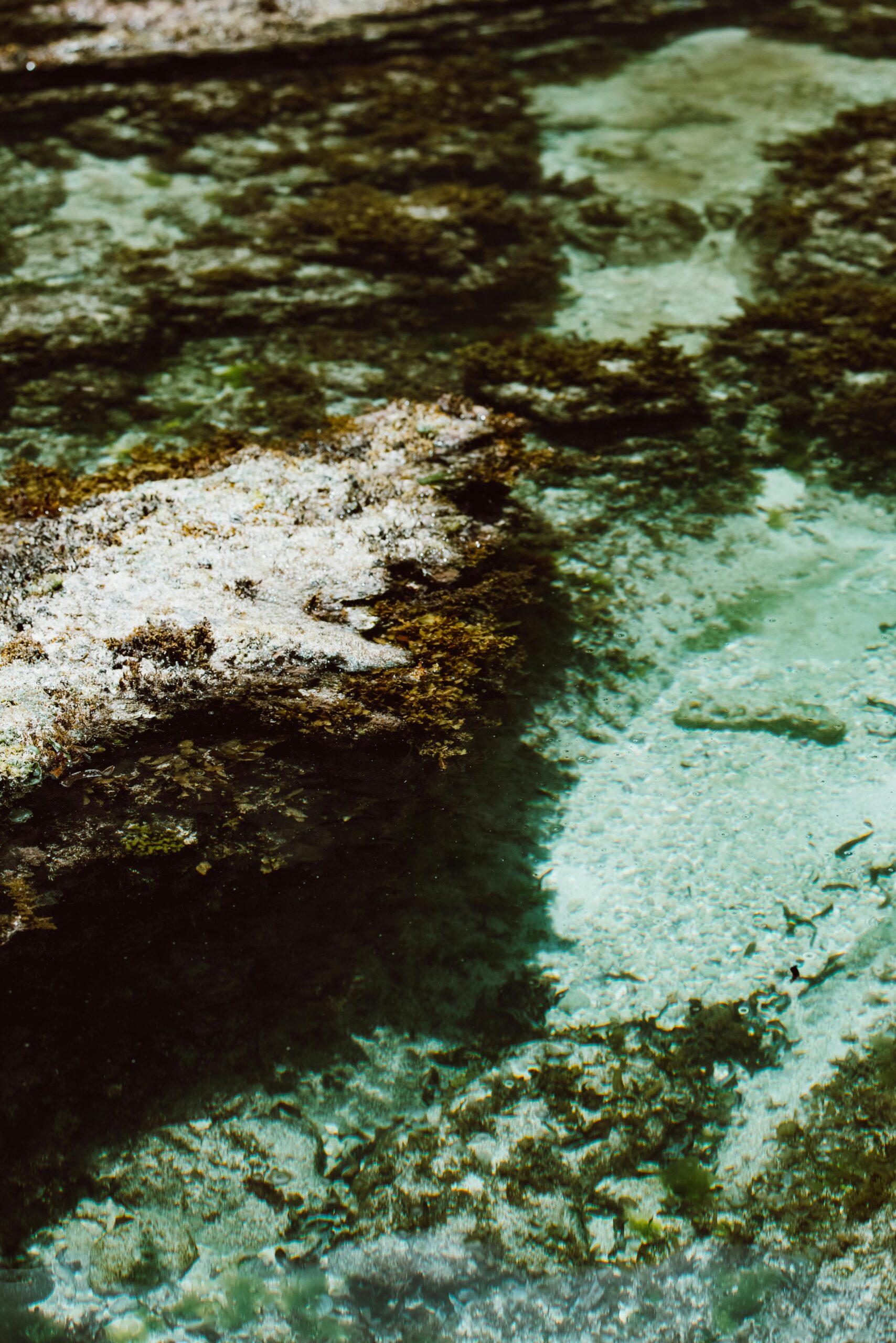 Hattah Lakes Blue Green Algae